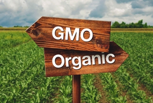 GMO or Organic Farming