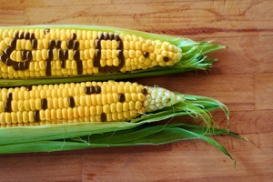 GMO corn